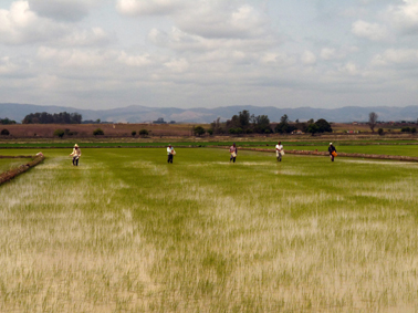 Bei den Reisbauern